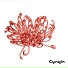 Cynsin