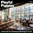 Playful Puppies