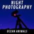 Ocean Animals