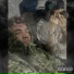 FrostyBoyPlug, HAZEBOY