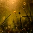 Nordic Nature Sounds