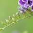 DjWasser
