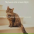 Музыка для кошек Bgm