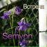 Semyon