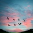 Sleepy Bird Sounds
