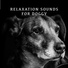 Calming Dog Chillout