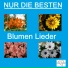 Die Sösespatzen