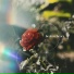 moonkit archive