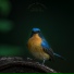 Forest Birdsong