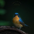 Forest Birdsong