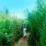 ayas
