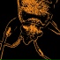 Firefly