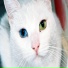MityaCat, Catariela