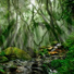 Nature Sounds Winds
