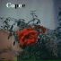 花哨