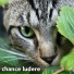 Chance Ludere