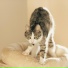 Cat Relaxing Master