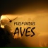 FullFundus
