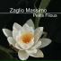 Massimo Zaglio