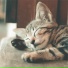 Cat Music, Music For Cats Peace, RelaxMyCat
