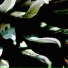Gannein