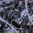 Swampborn