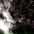 Forest Management