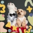 Собачья музыка Bgm
