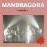 Mandragora