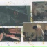 picture frames
