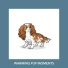 Dog Chill Out Music