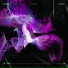 SySEx