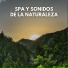 Sonido Del Bosque y Naturaleza