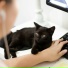 Cat Music Dreams, Calm Music for Cats, RelaxMyCat