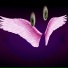 tulp4