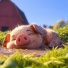 Family Oink Oink