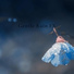 Gentle Rain Makers