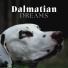 Dog Relaxation