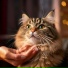 Harmony for Cats, Cat Vibes, Cats to Calm