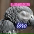 blackwindoow