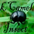 k.Camel