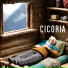 cicoria