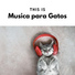 Musica para Gatos