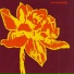 Narcisse