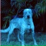 Beagles