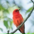 Forest Birdsong