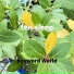 Keyword World