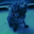 kitty therapy