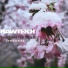 Rawtekk feat. Miss K