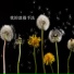 杨秀芳